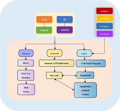 Identification of Genes Linking Natural Killer Cells to Apoptosis in Acute Myocardial Infarction and Ischemic Stroke